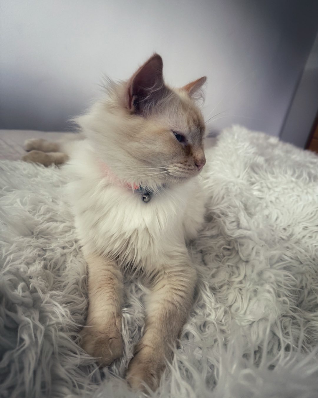 CatNap™ Anti-Scratch & Waterproof Throw Blanket - Grey