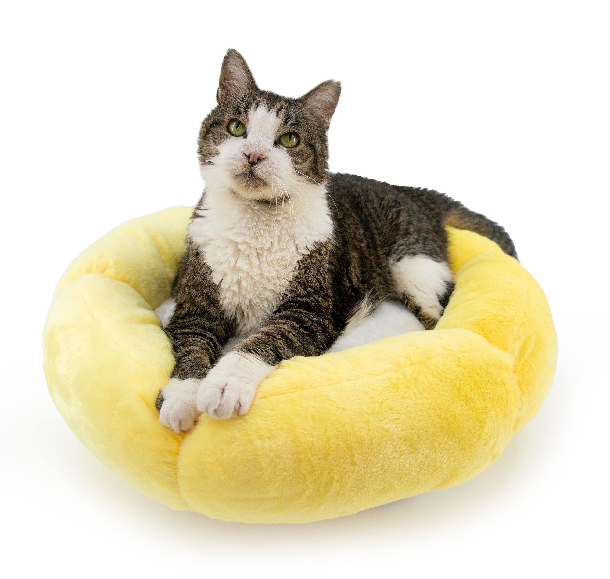 Summer Sun Cat Bed