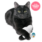 Silvervine Cloud Nine & Puff Toy Bundle