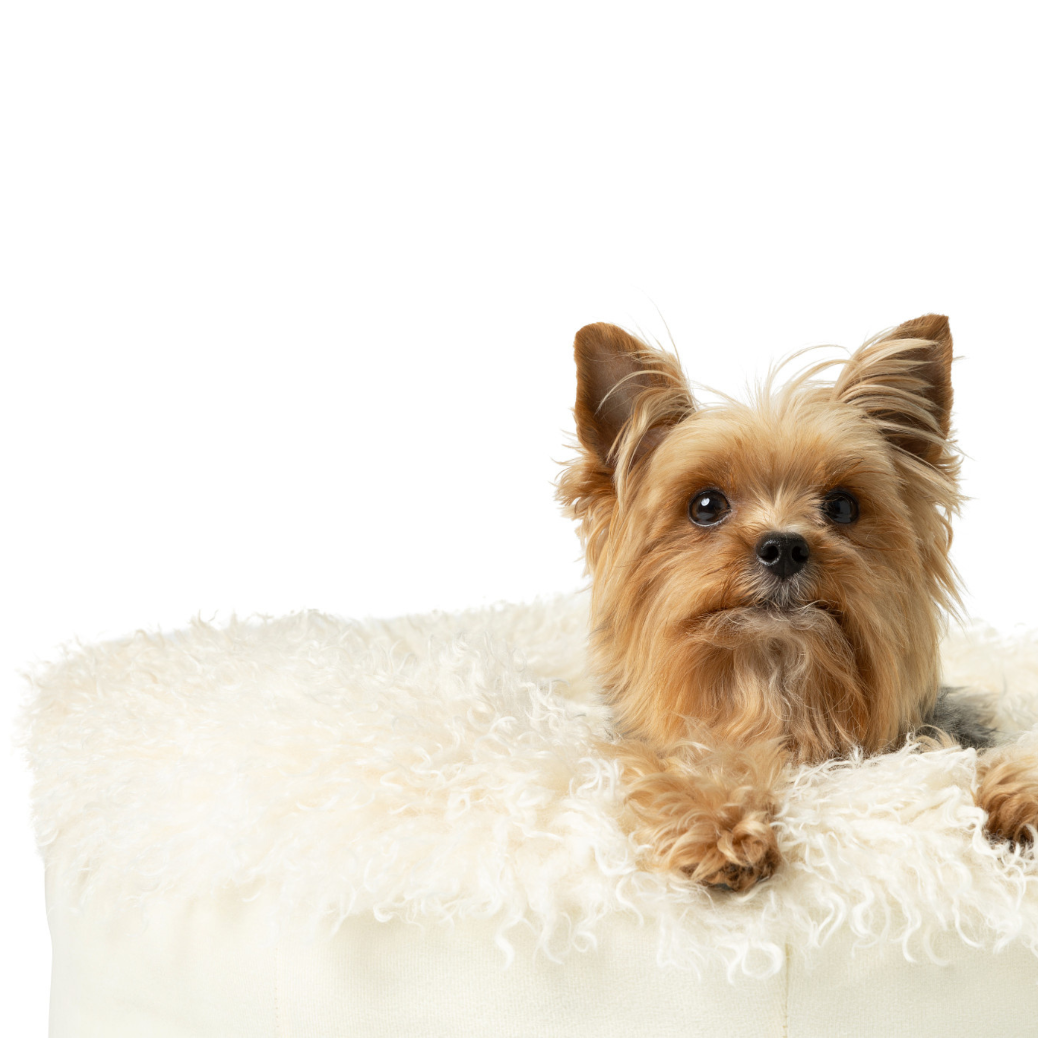 PupPouf™ Luxe Faux Fur Donut Pet Bed - Plush Sheep Ivory