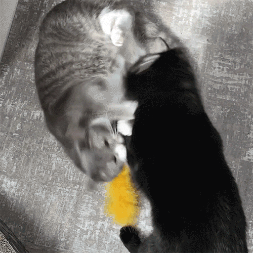 Spooky Squirrel Halloween Catnip Kicker Toy, Organic