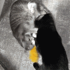 Spooky Squirrel Halloween Catnip Kicker Toy, Organic