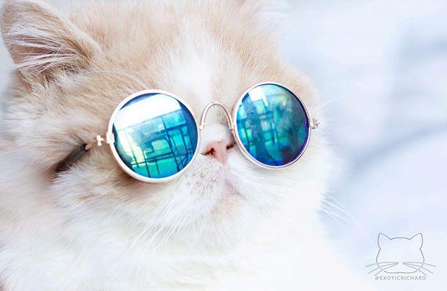Kitty Hippie Sunglasses Halloween  Cat Costume